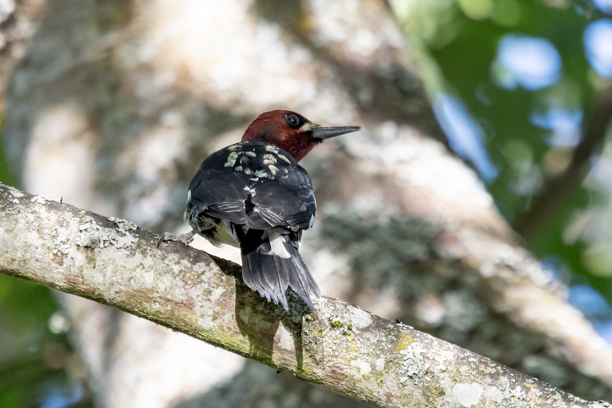 Red-breasted Sapsucker - ML642996660