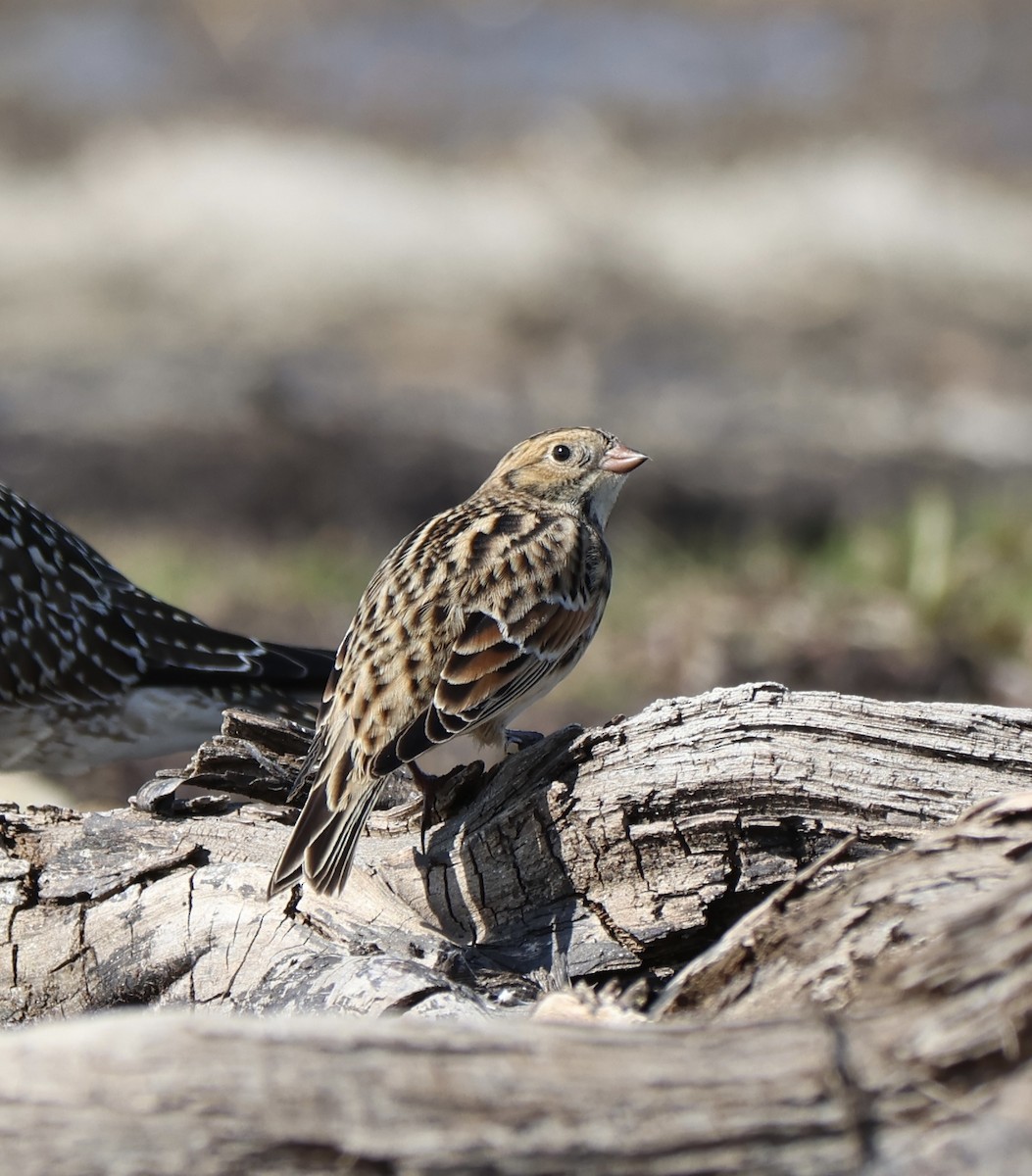 Lapland Longspur - ML642996661
