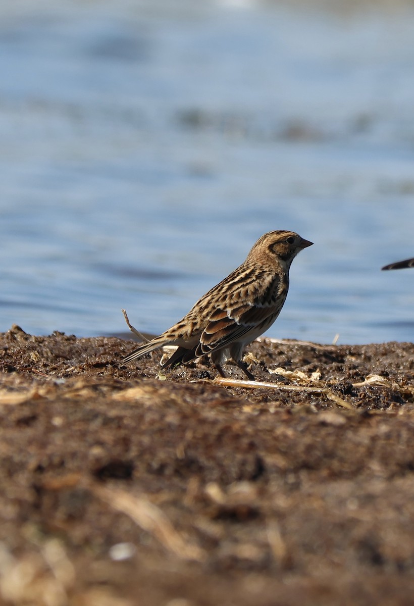 Lapland Longspur - ML642996662
