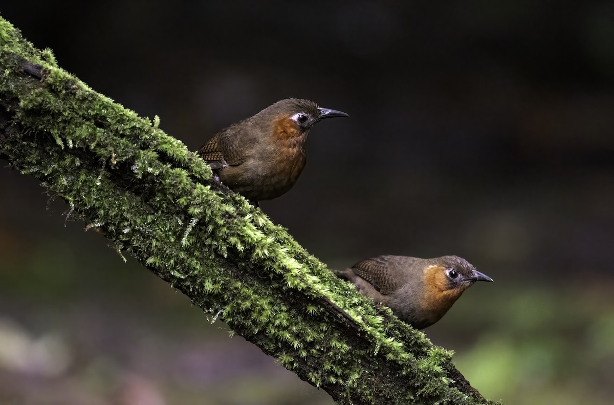 Song Wren - ML642996682