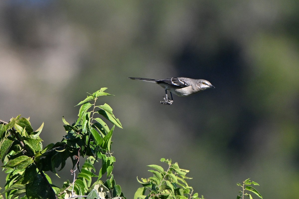 Northern Mockingbird - ML642996692