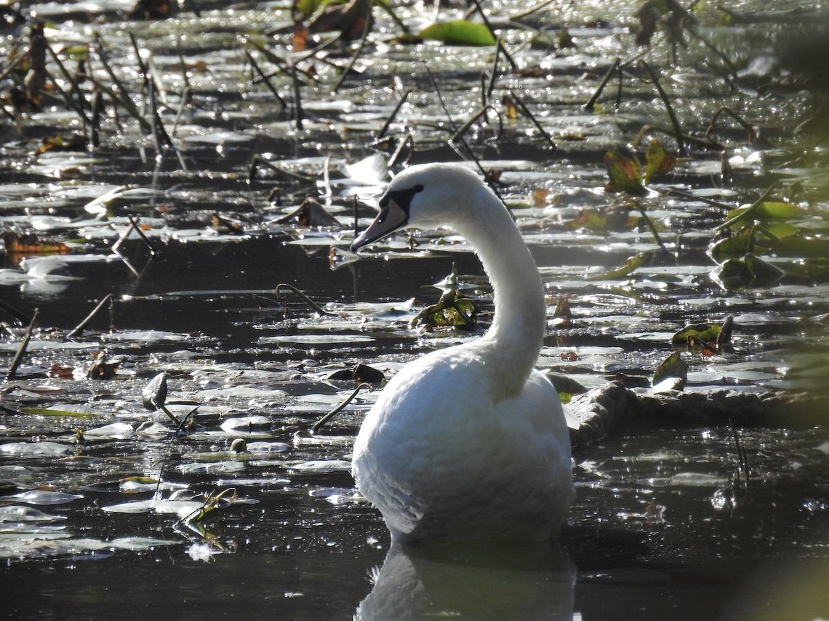 Höckerschwan - ML642996707