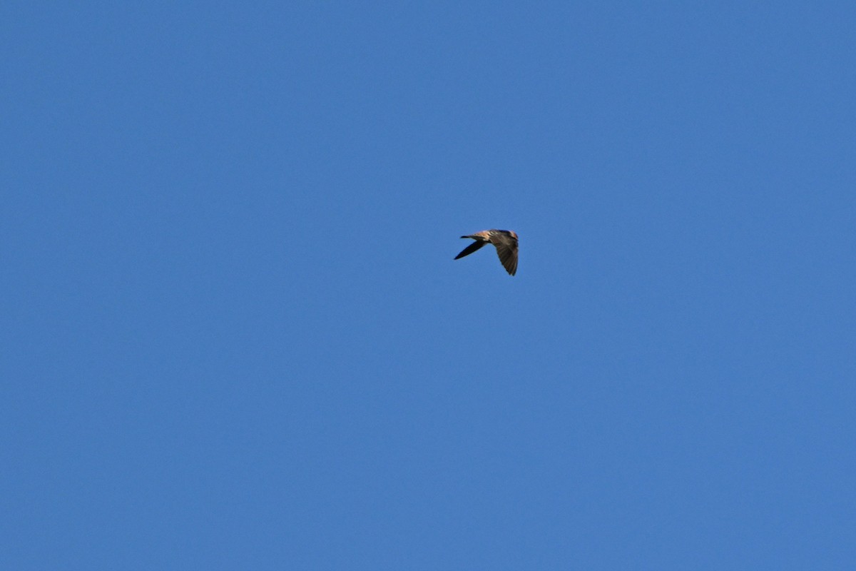 Hirondelle à front brun - ML642996712