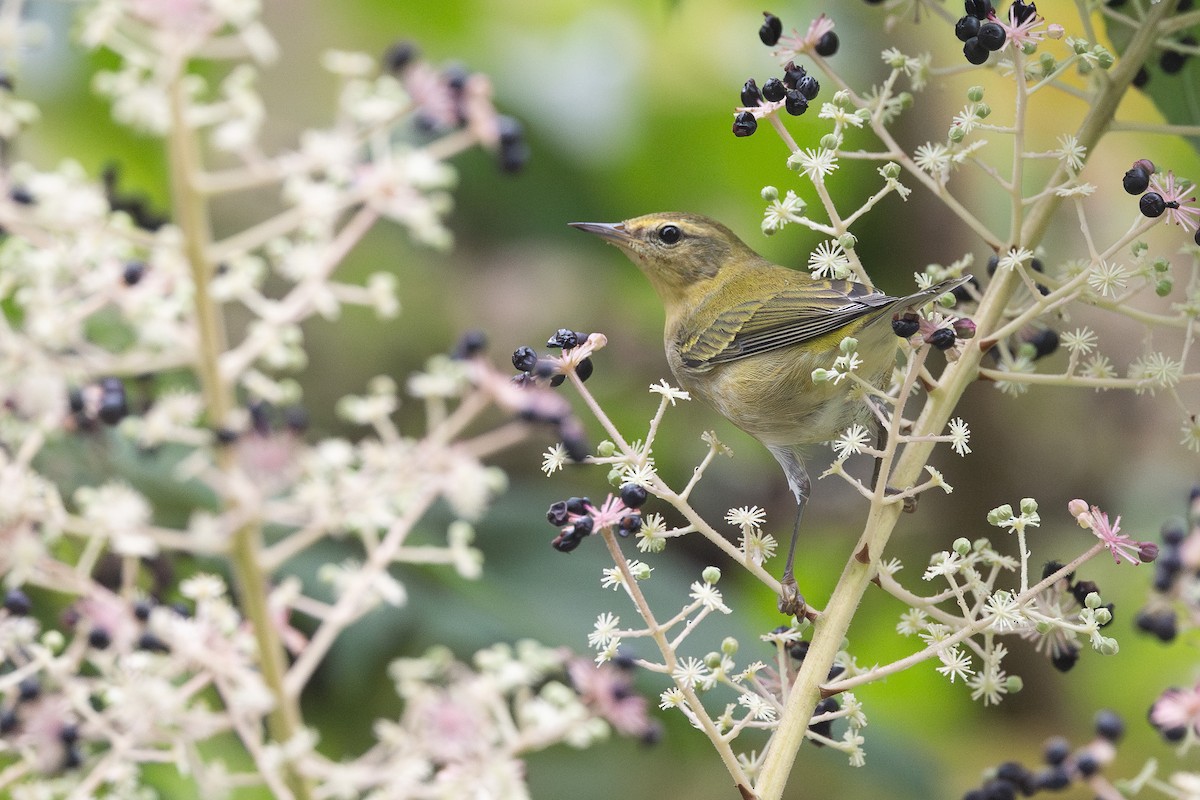 Tennessee Warbler - ML642996755