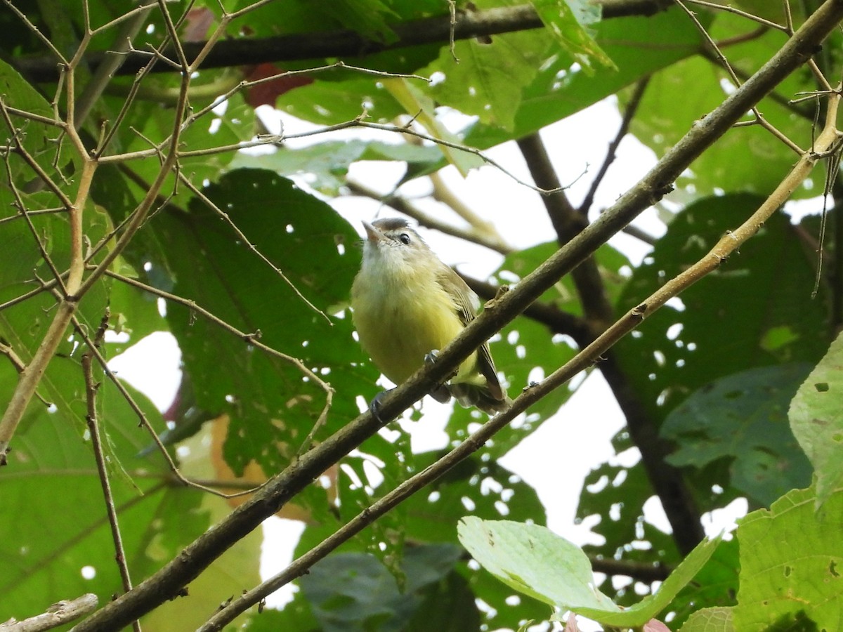 Brown-capped Vireo - ML642996760