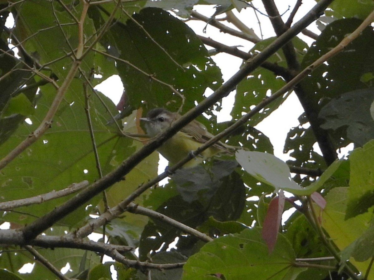 Brown-capped Vireo - ML642996761