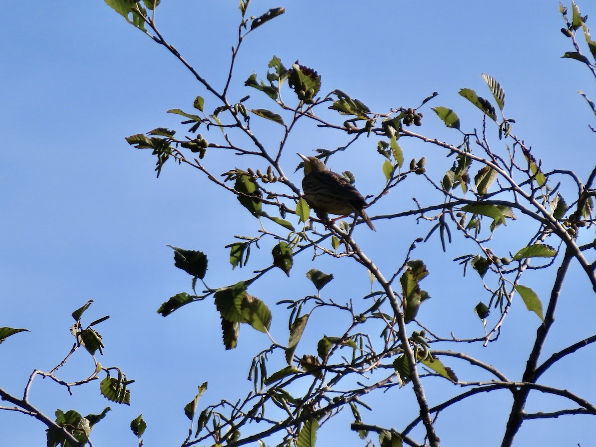 Western Meadowlark - ML642996764