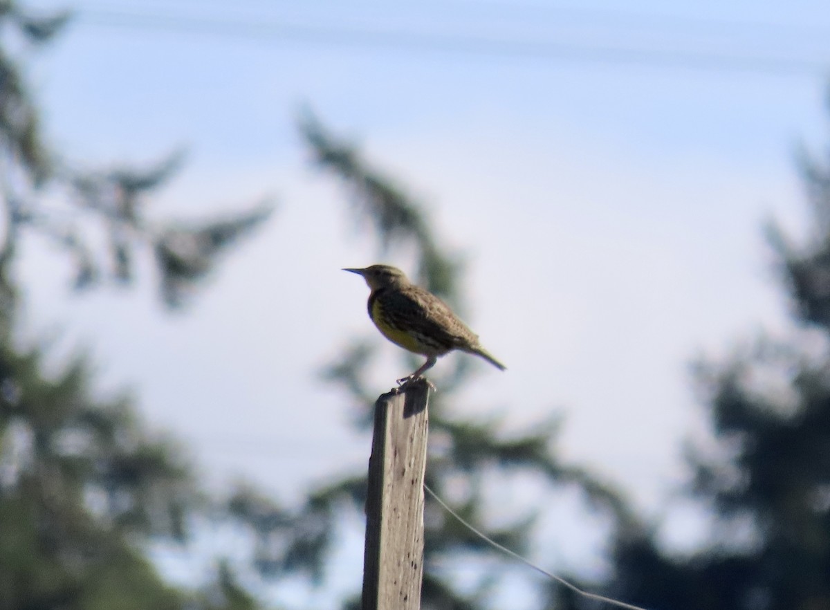 Western Meadowlark - ML642996765