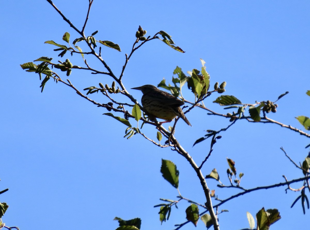 Western Meadowlark - ML642996766