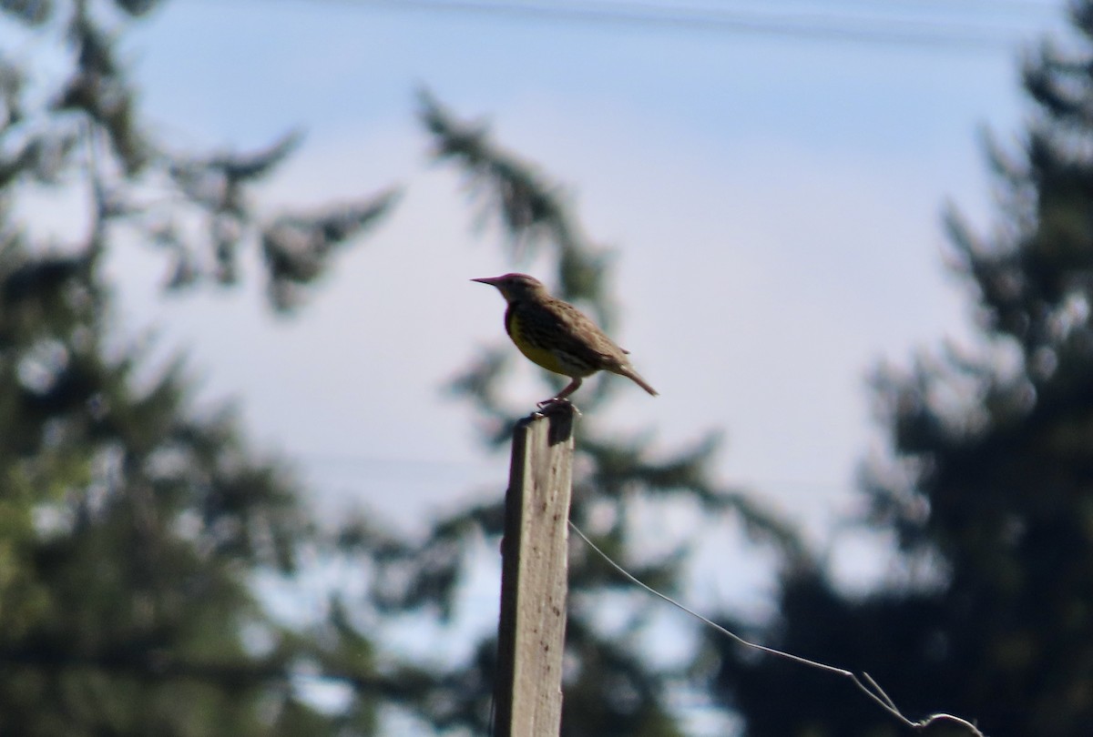 Western Meadowlark - ML642996767