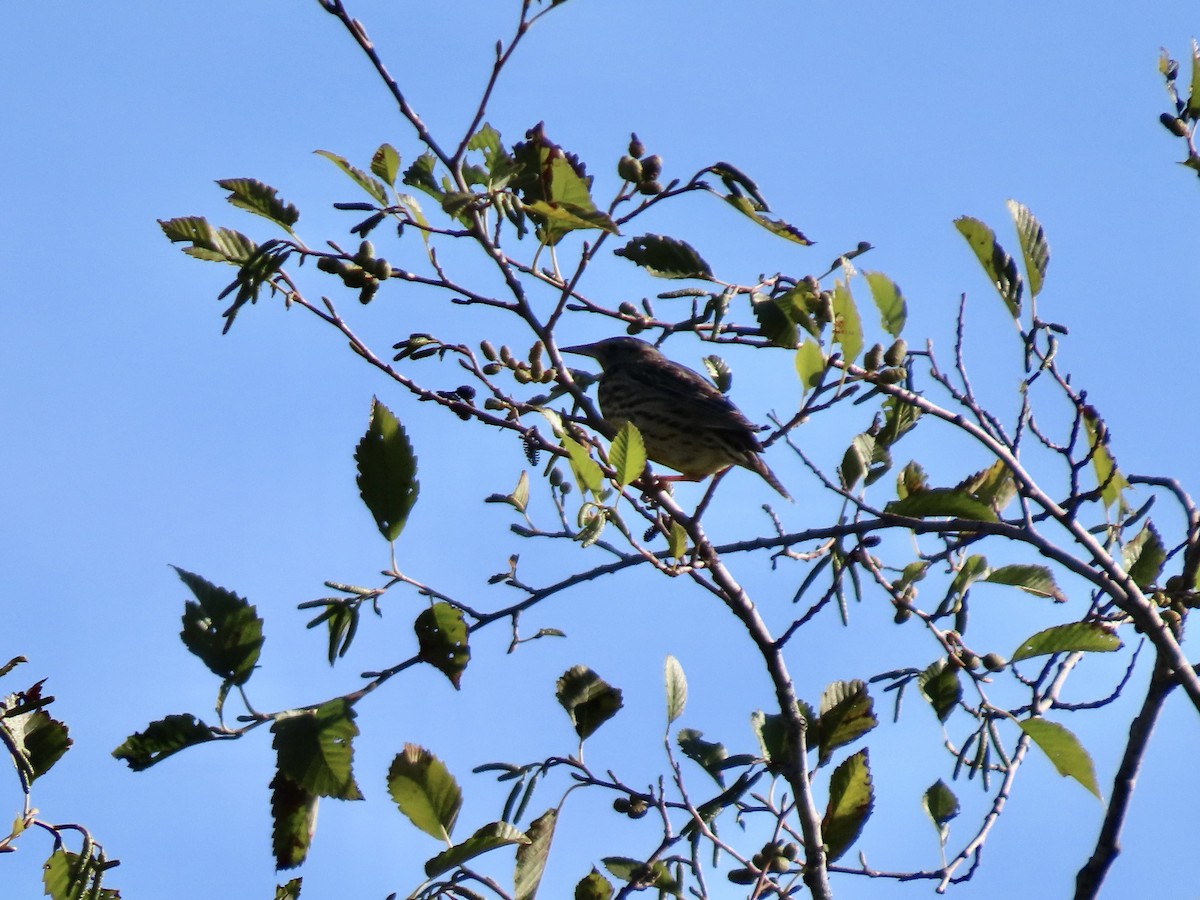 Western Meadowlark - ML642996768