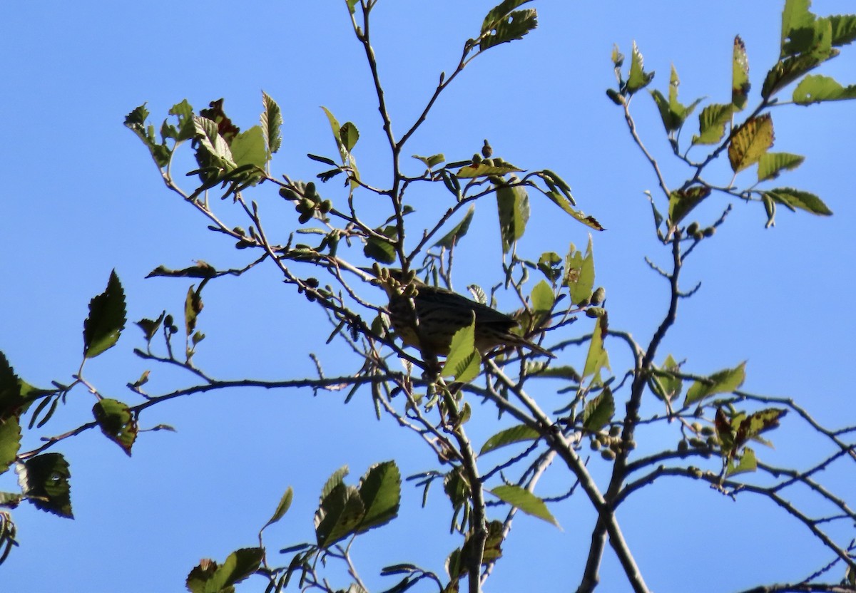 Western Meadowlark - ML642996769