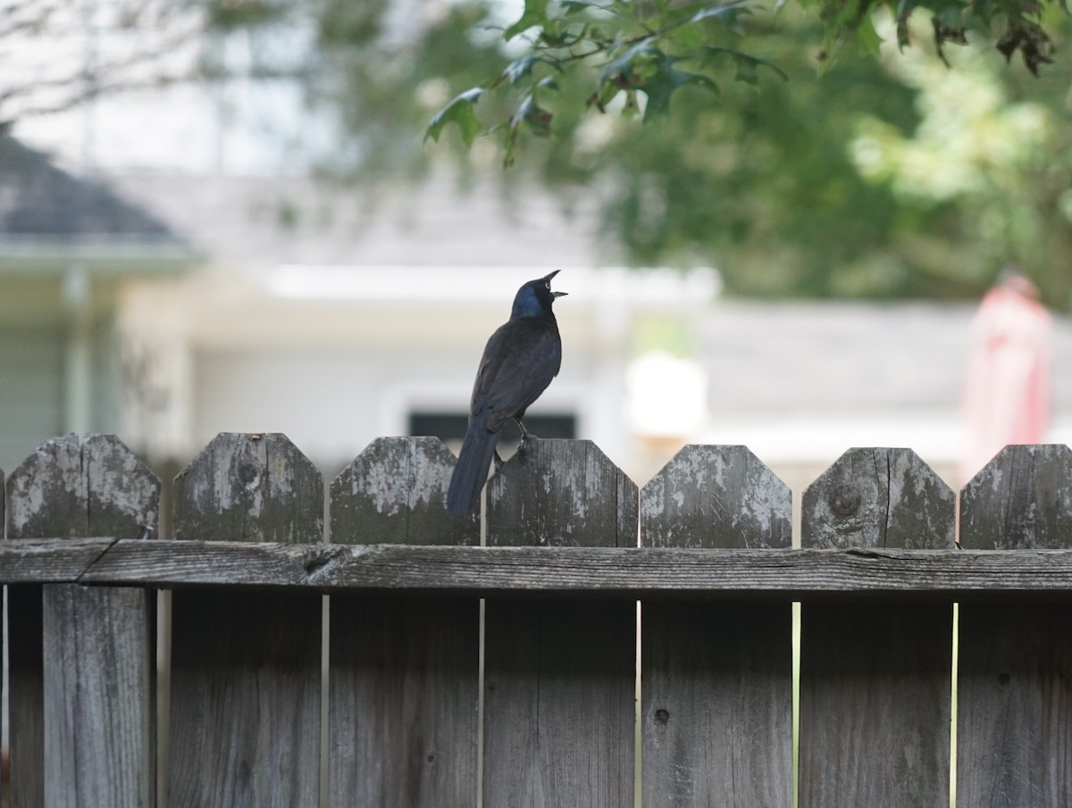 Common Grackle - ML642996819