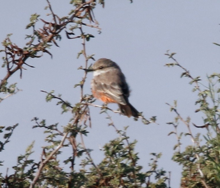 Vermilion Flycatcher - ML642996850