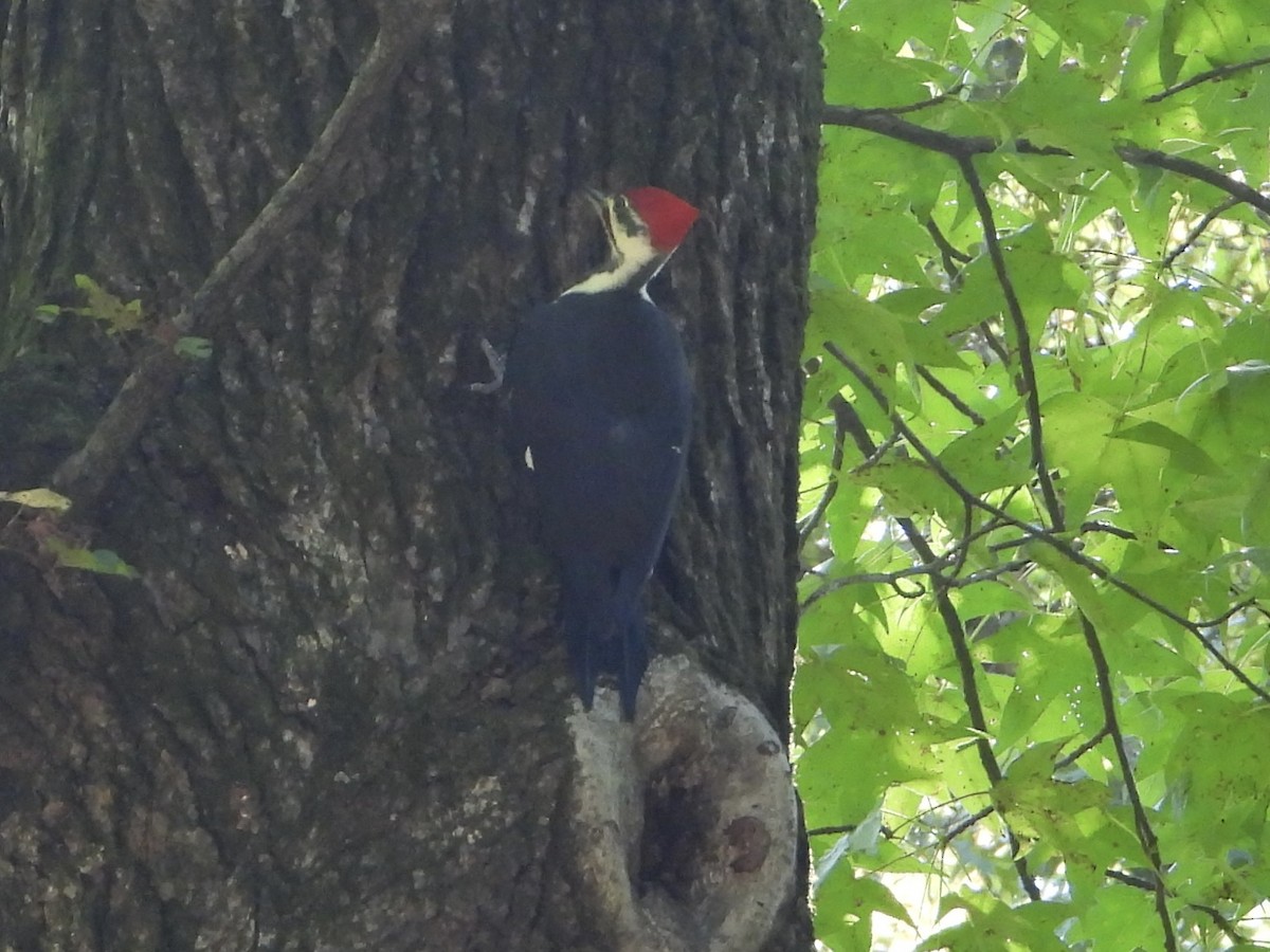 Pileated Woodpecker - ML642996854