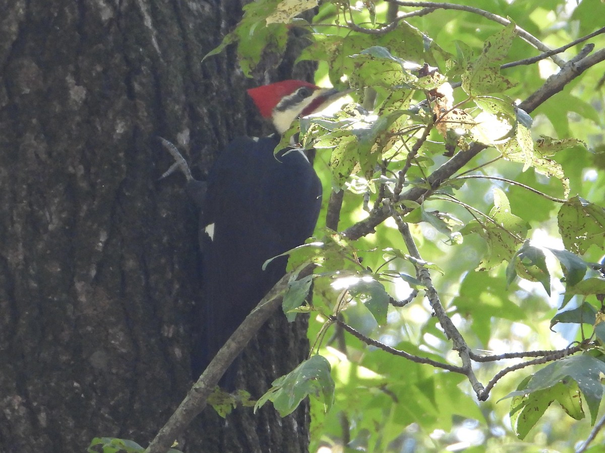 Pileated Woodpecker - ML642996855