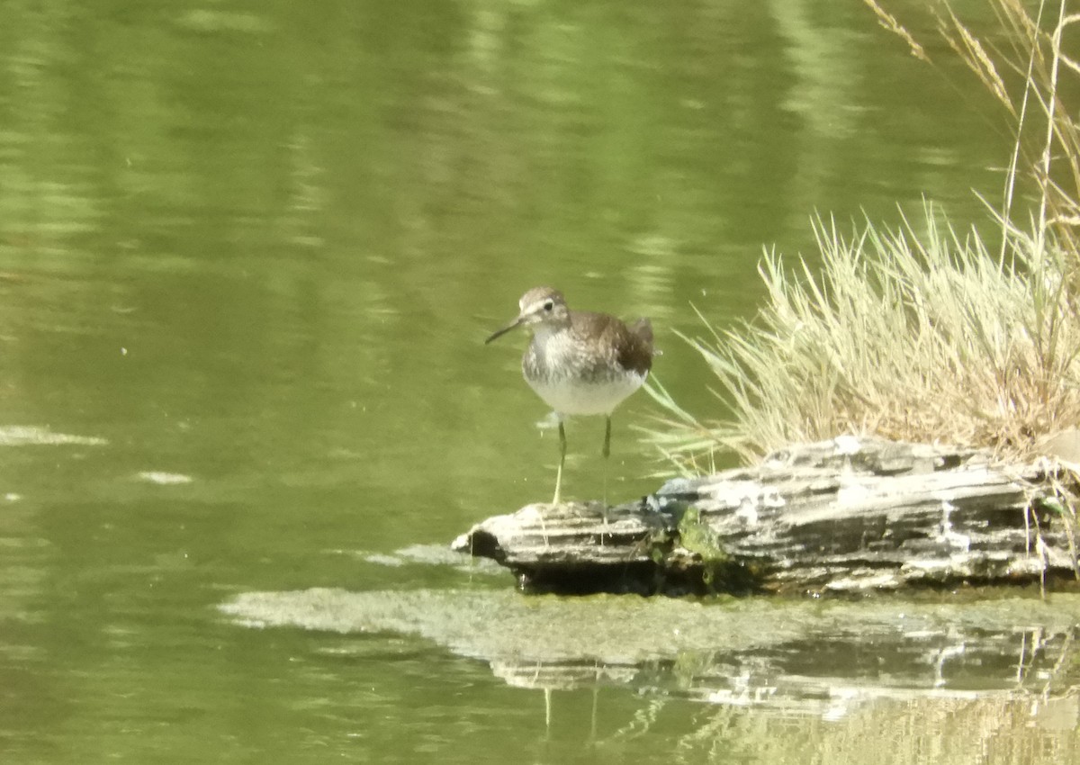 eremittsnipe - ML642996863