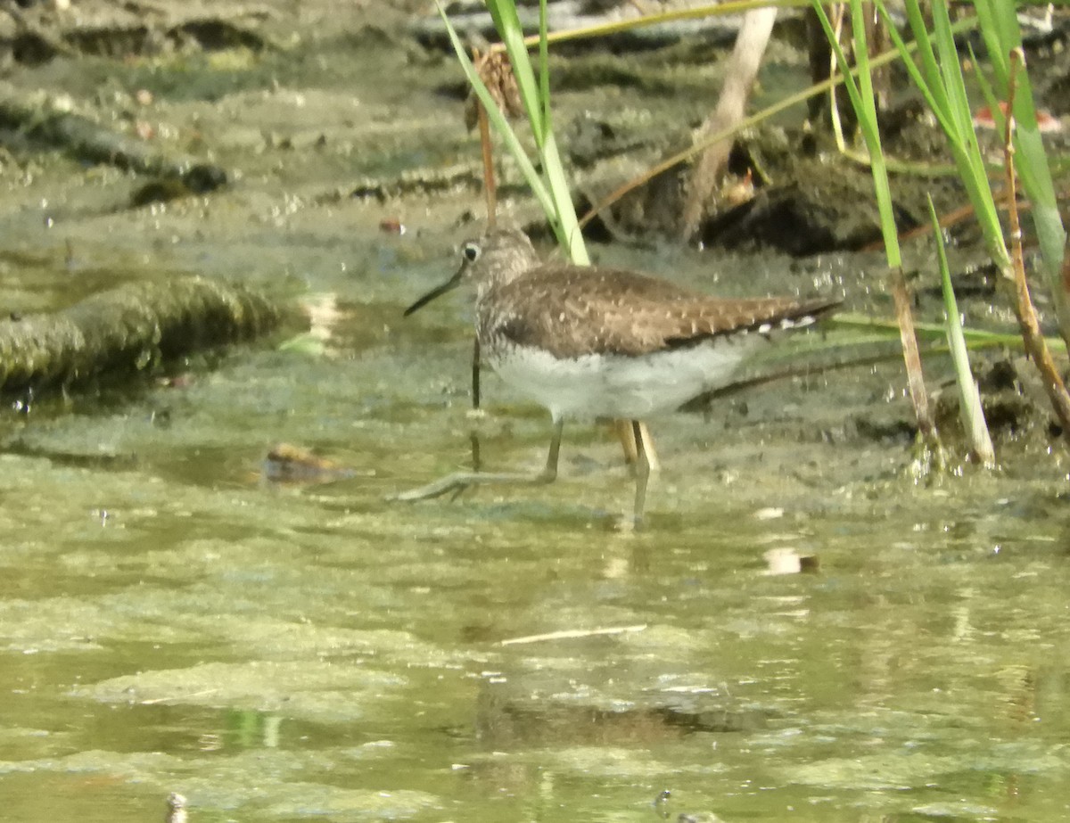 eremittsnipe - ML642996864