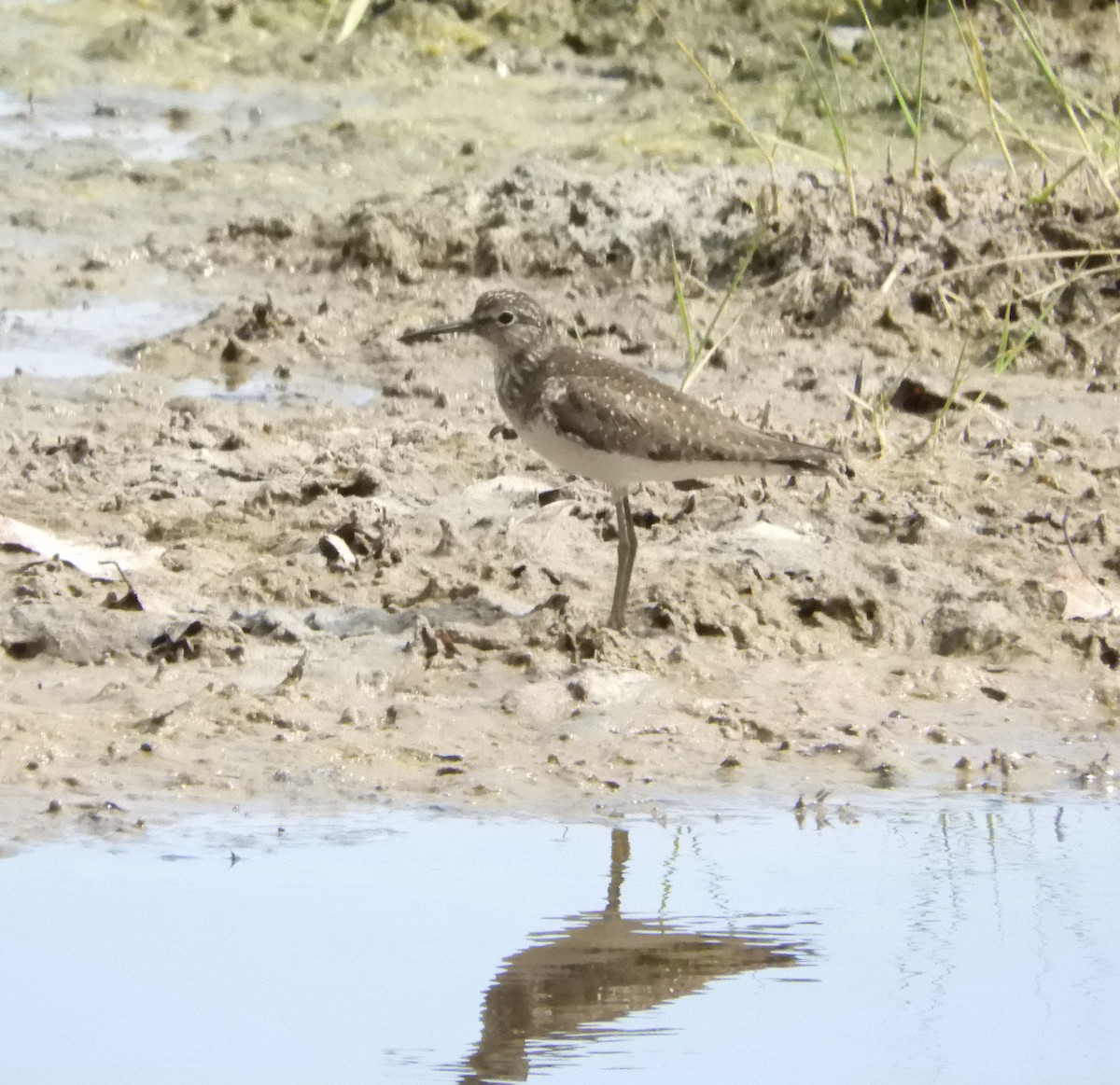eremittsnipe - ML642996865