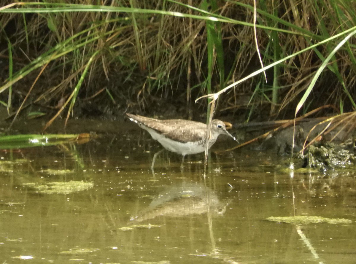eremittsnipe - ML642996866