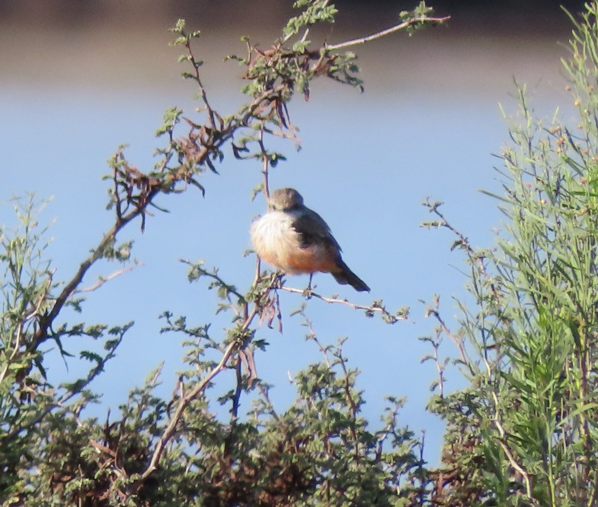 Vermilion Flycatcher - ML642996872