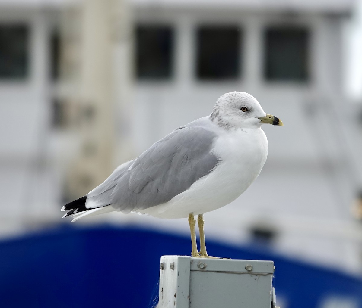 Goéland à bec cerclé - ML642996894