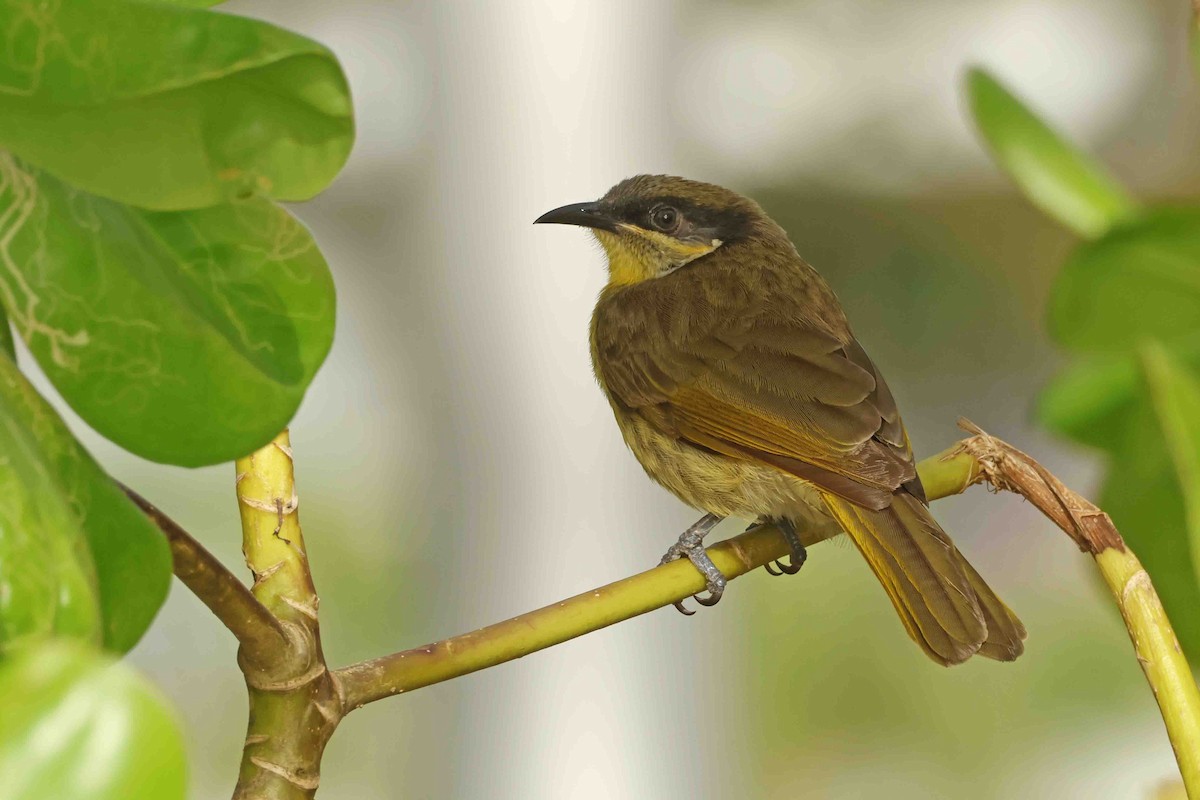Varied Honeyeater - ML642996899