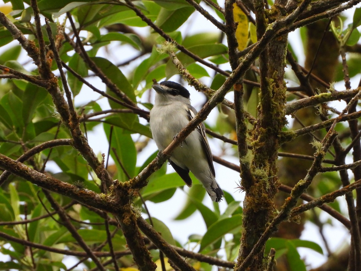 Black-and-white Becard - ML642996901