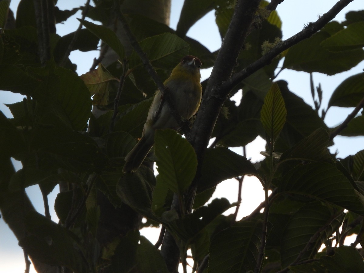 Rufous-browed Peppershrike - ML642996912