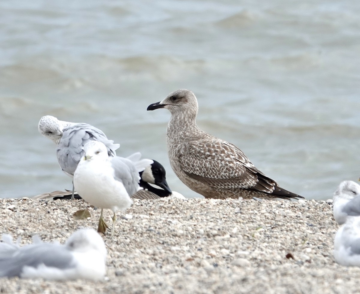 Goéland hudsonien - ML642996916