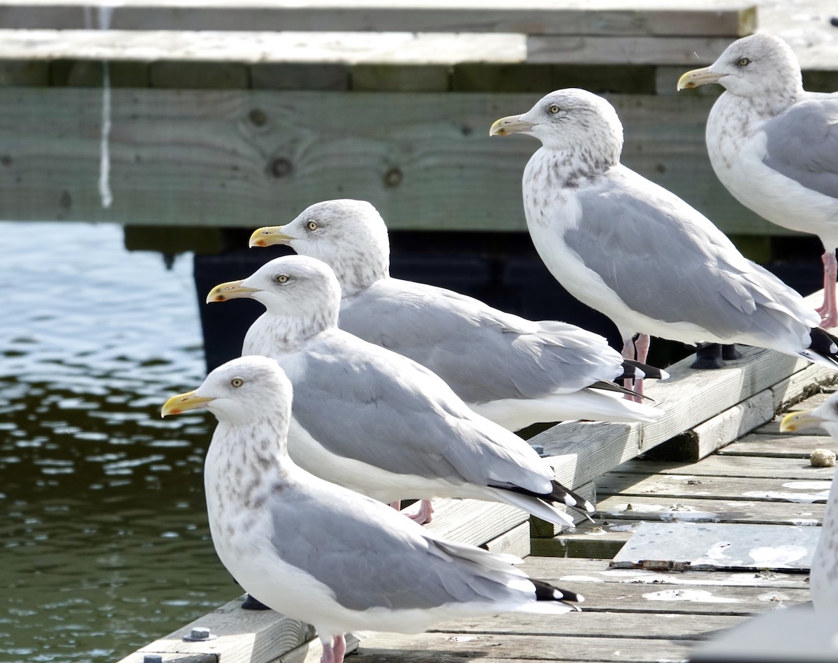 Goéland hudsonien - ML642996917