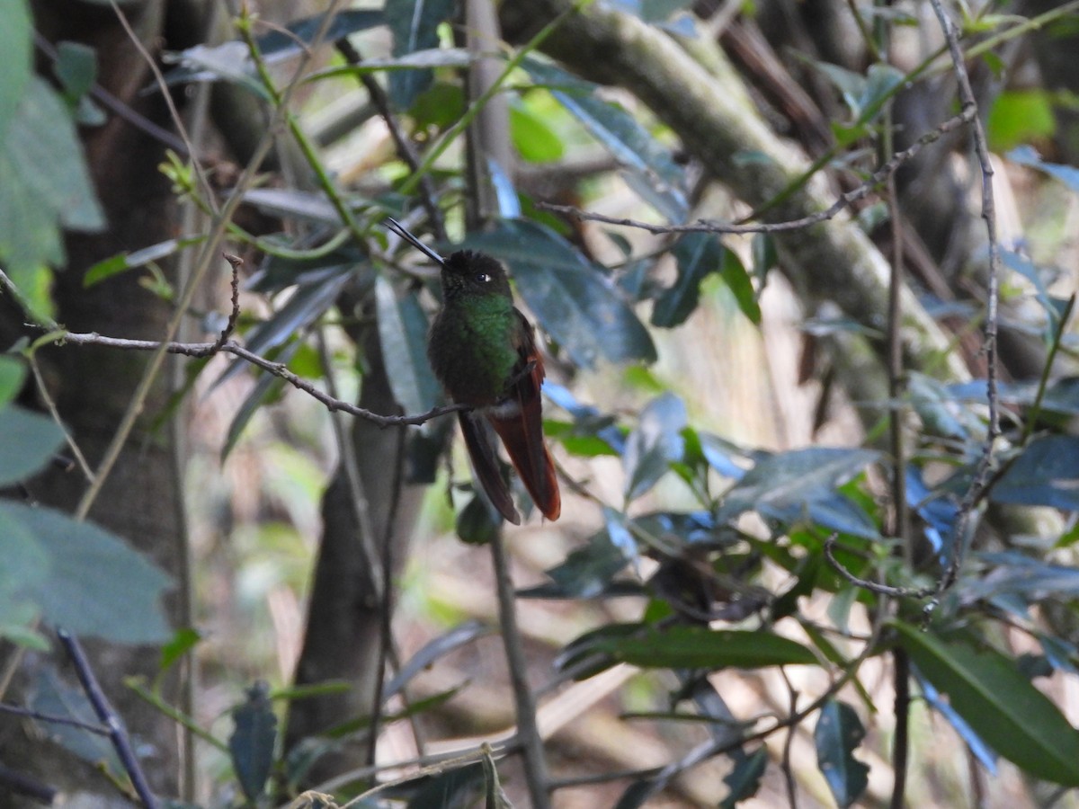 Rainbow Starfrontlet - ML642996965