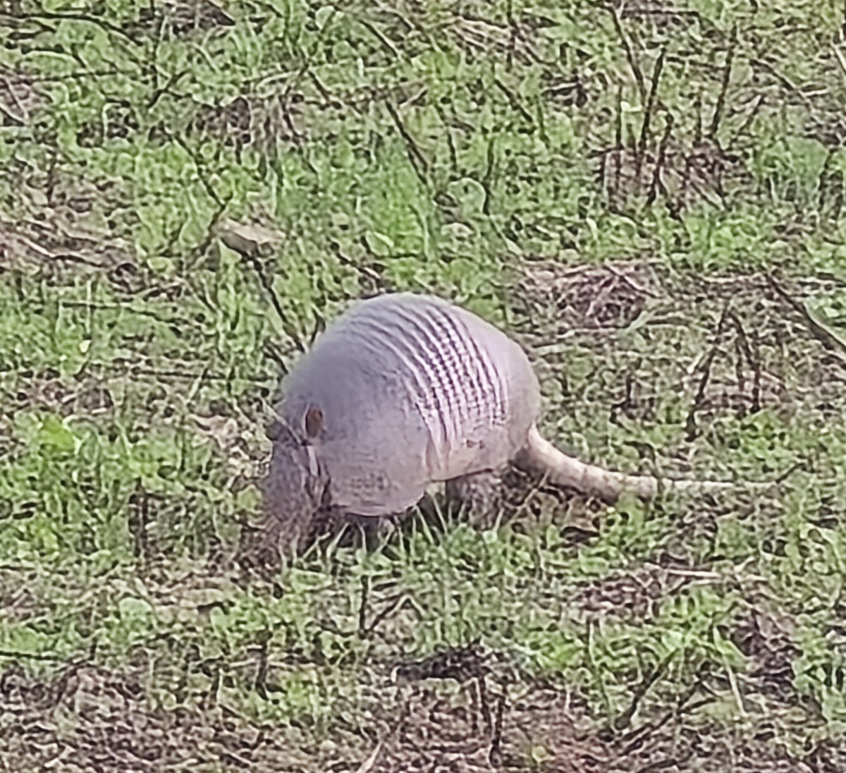 Animals - ML642996992