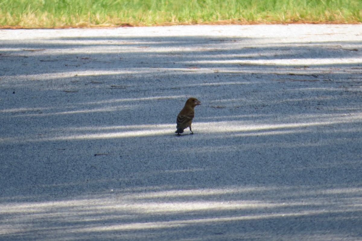 Blue Grosbeak - ML642997007