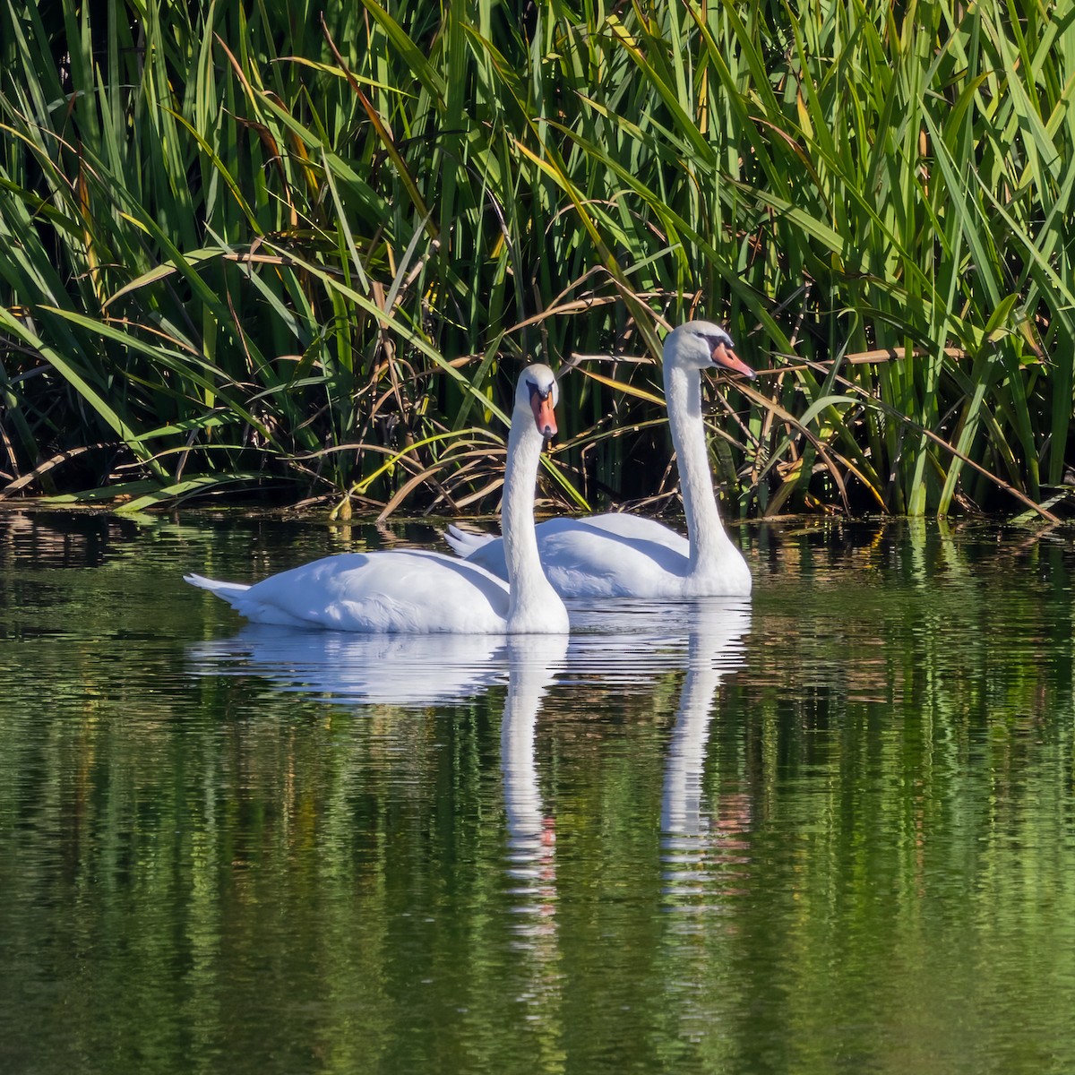 Höckerschwan - ML642997041