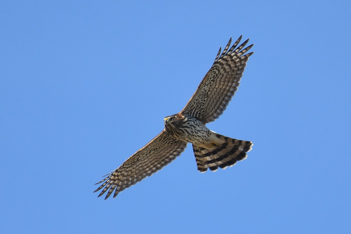 Cooper's Hawk - ML642997051