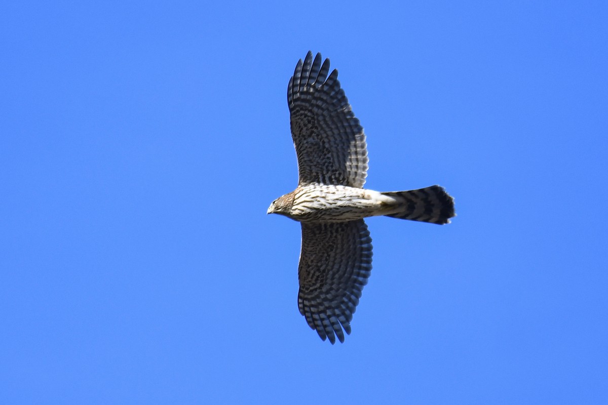Cooper's Hawk - ML642997052
