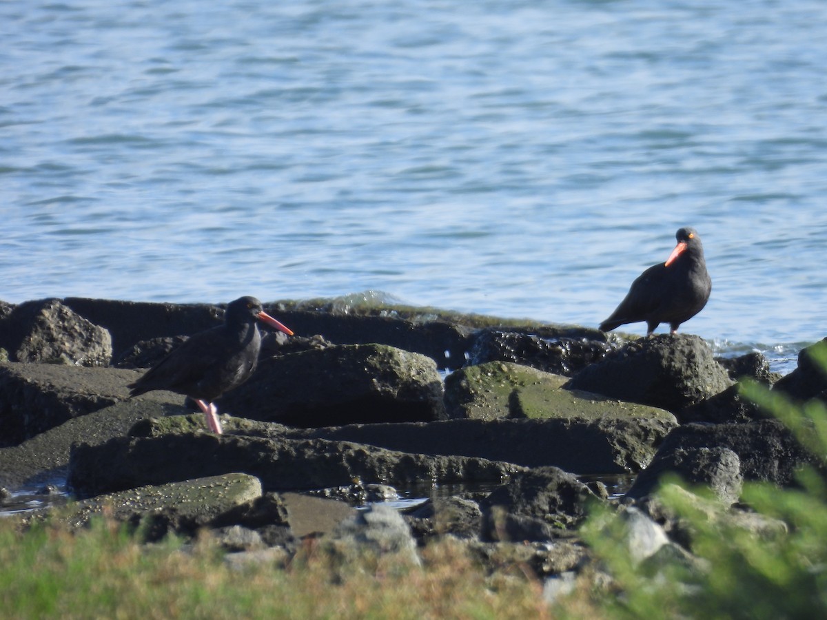 Black Oystercatcher - ML642997056