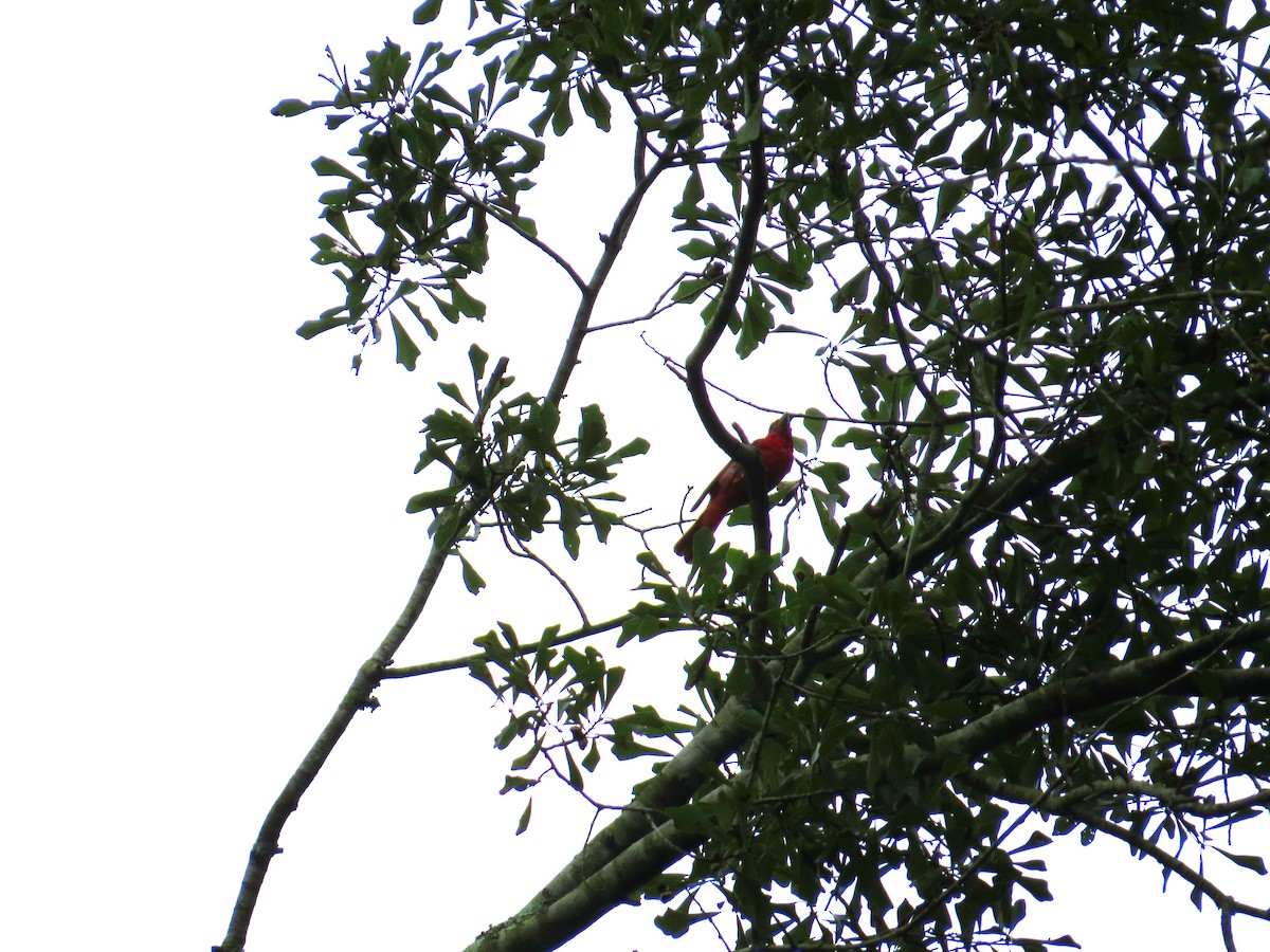 Summer Tanager - ML642997092