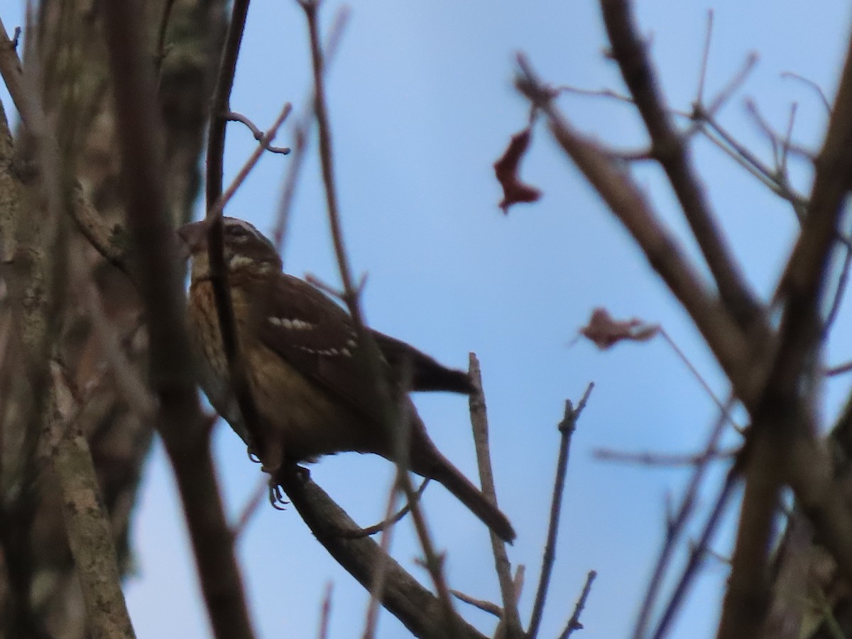 Rose-breasted Grosbeak - ML642997107