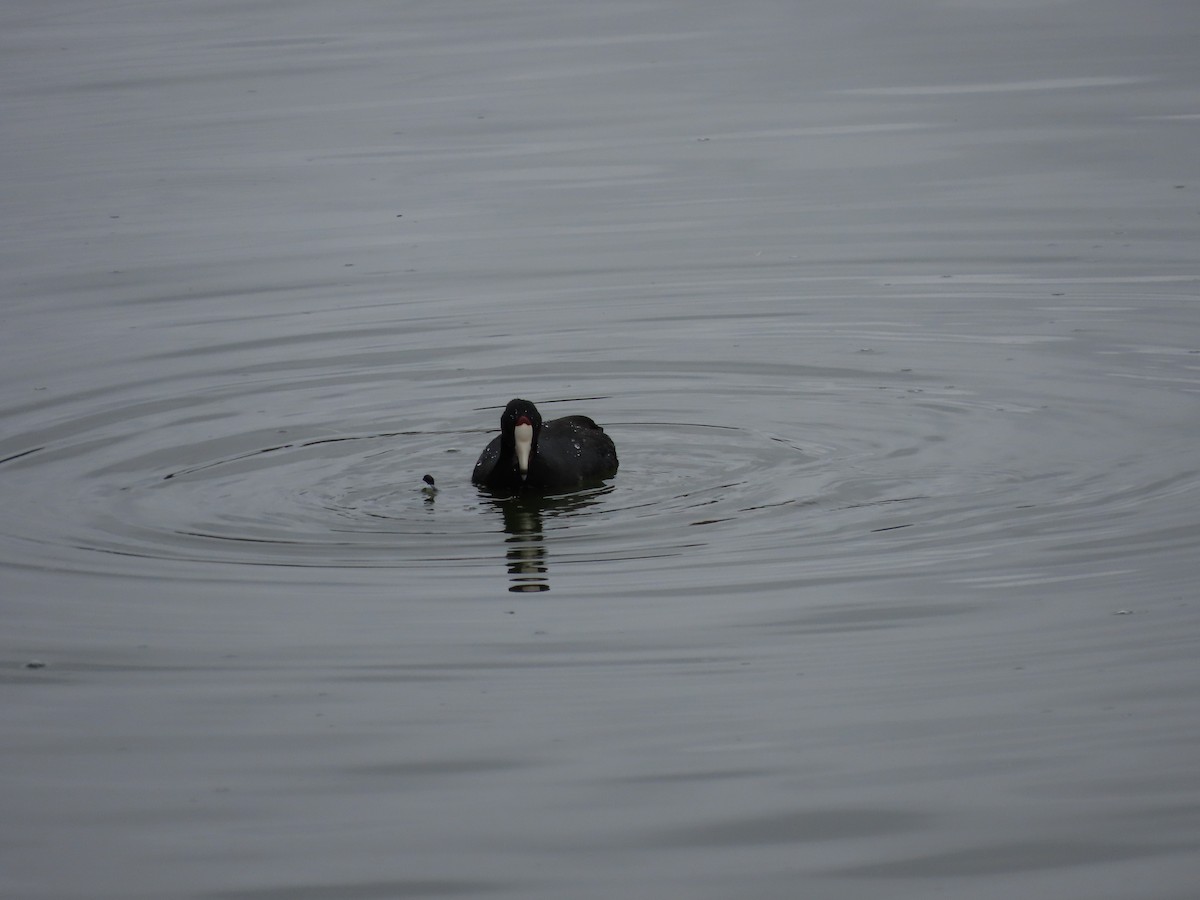 American Coot - ML642997108