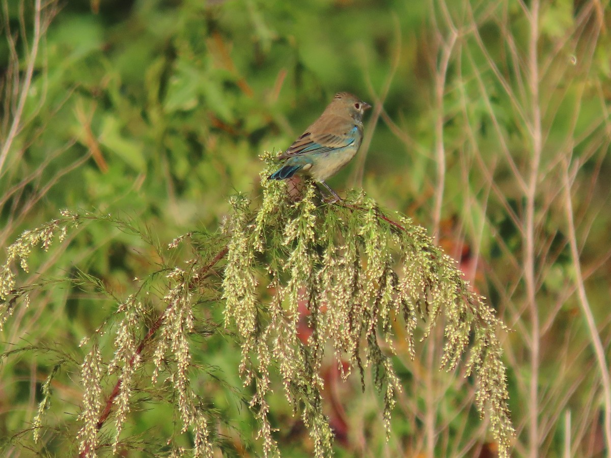 Indigo Bunting - ML642997132