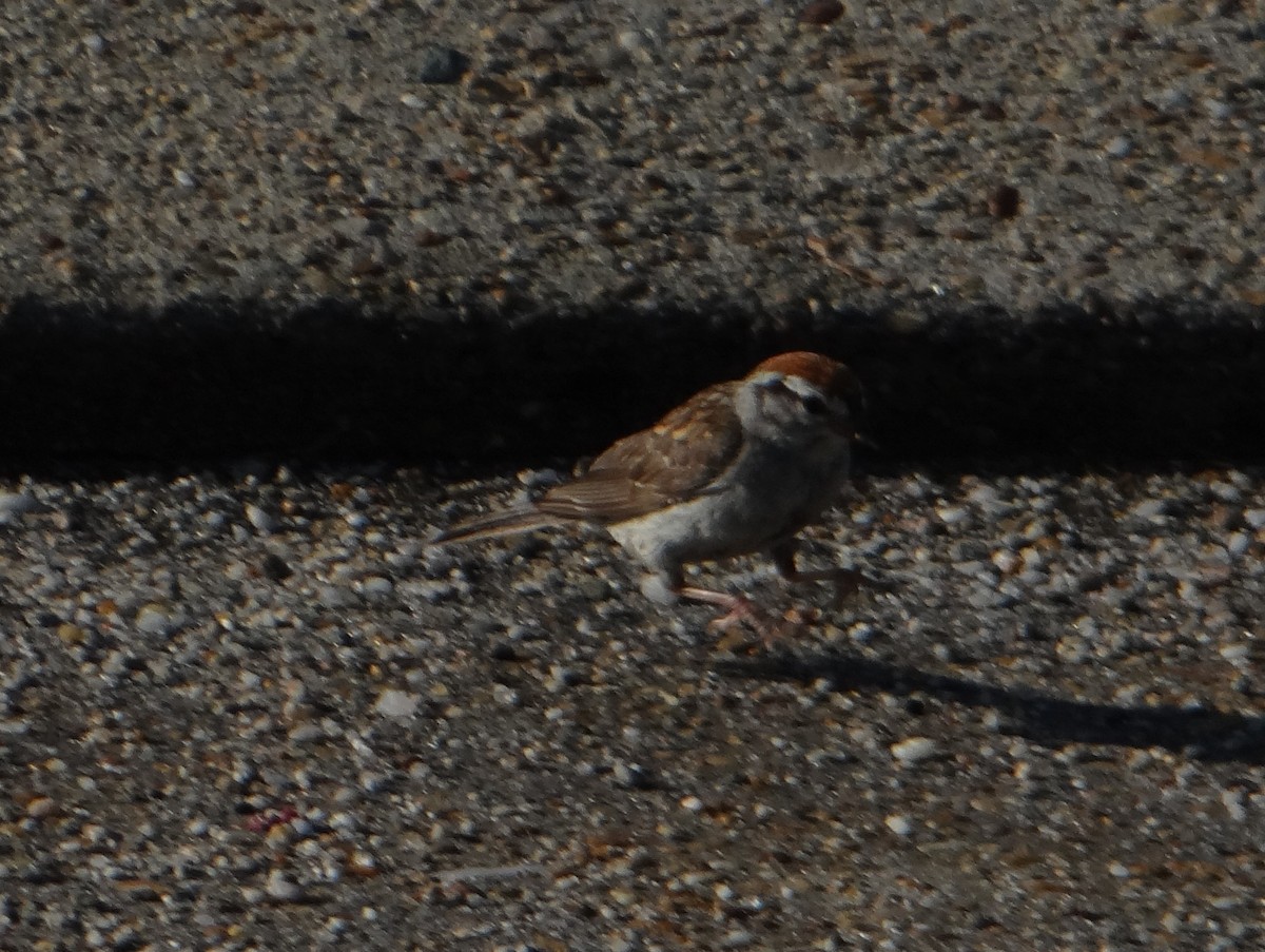 Chipping Sparrow - ML642997144
