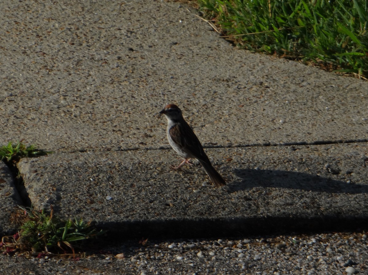 Chipping Sparrow - ML642997146