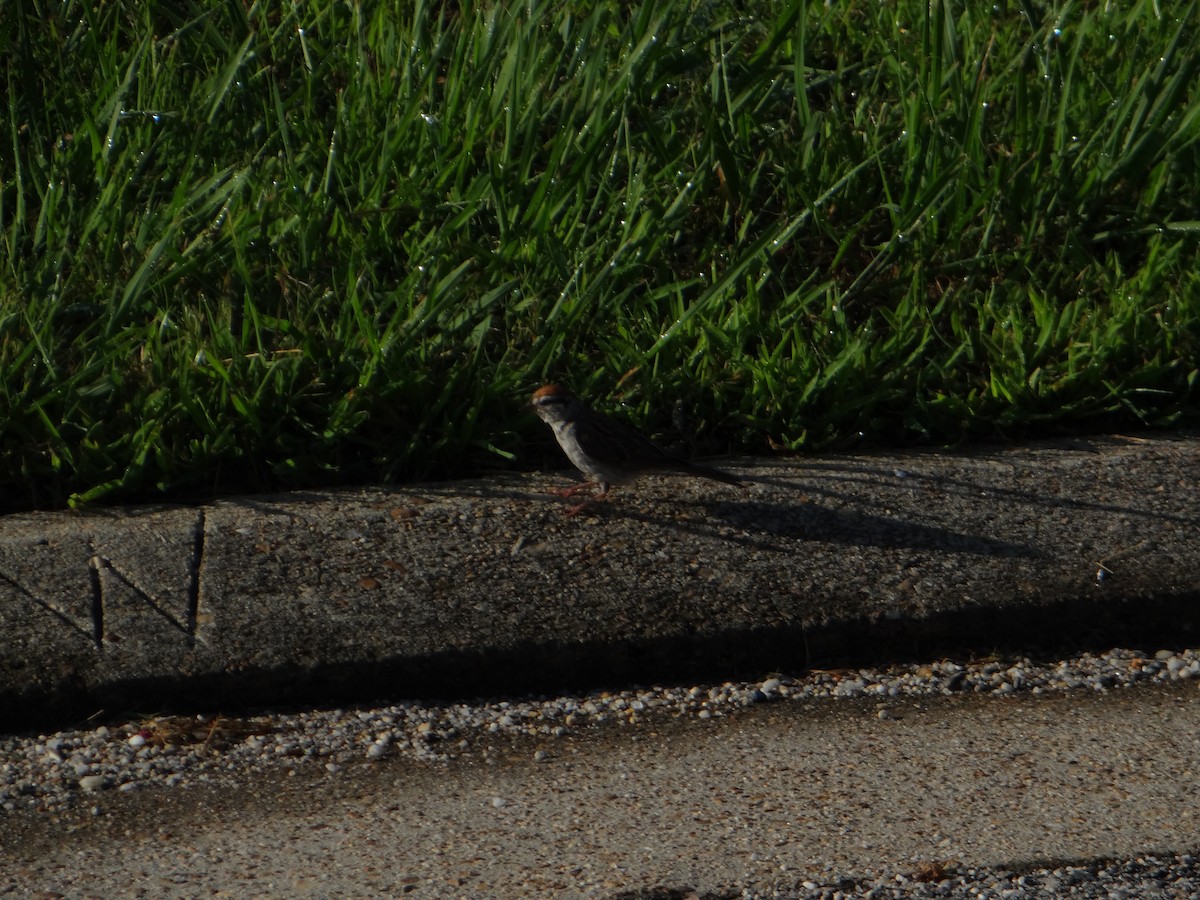 Chipping Sparrow - ML642997147
