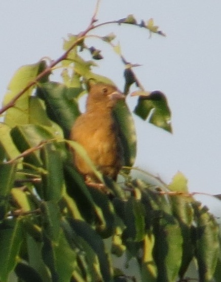Blue Grosbeak - ML642997211