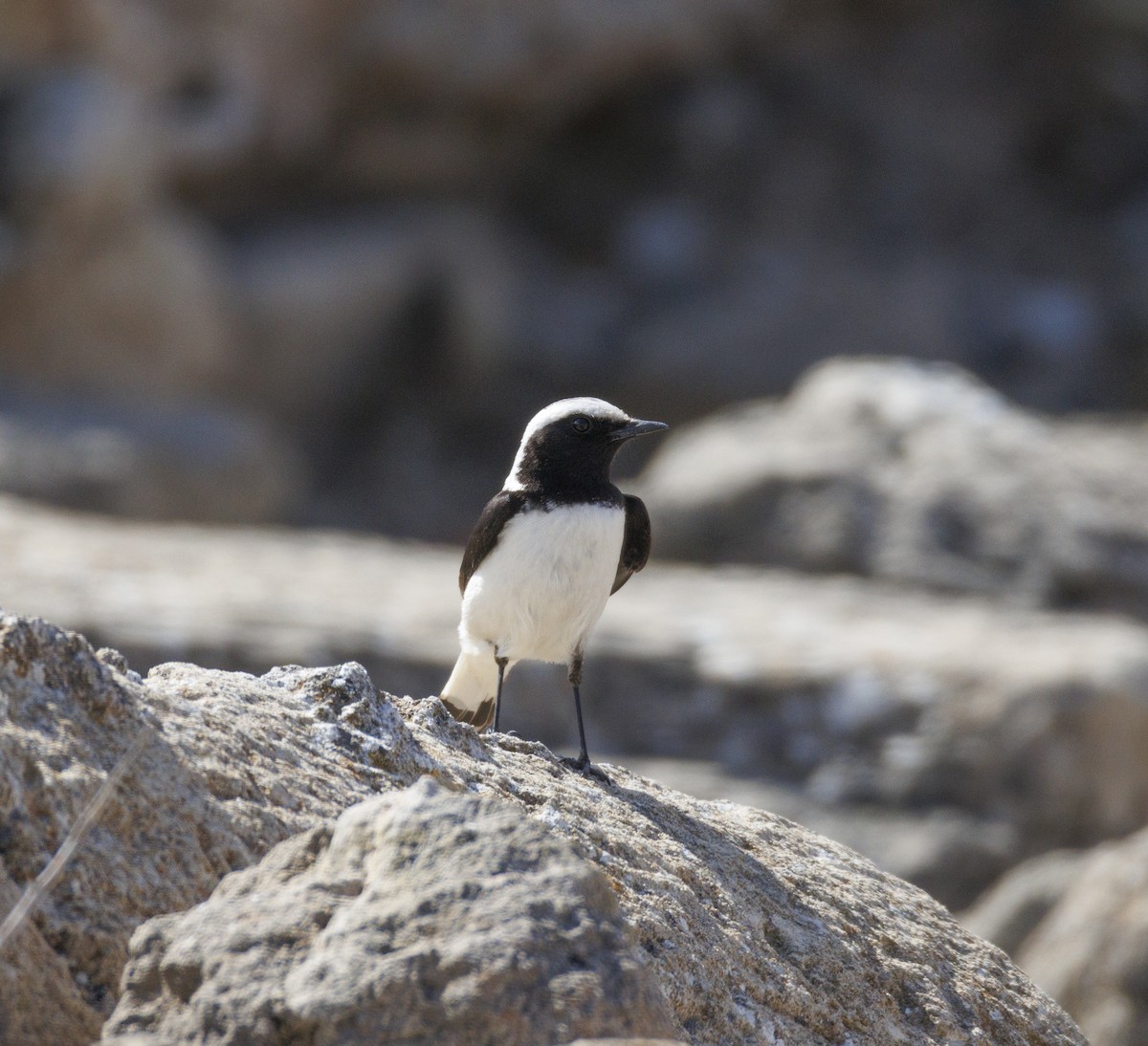 Finsch's Wheatear - ML642997213