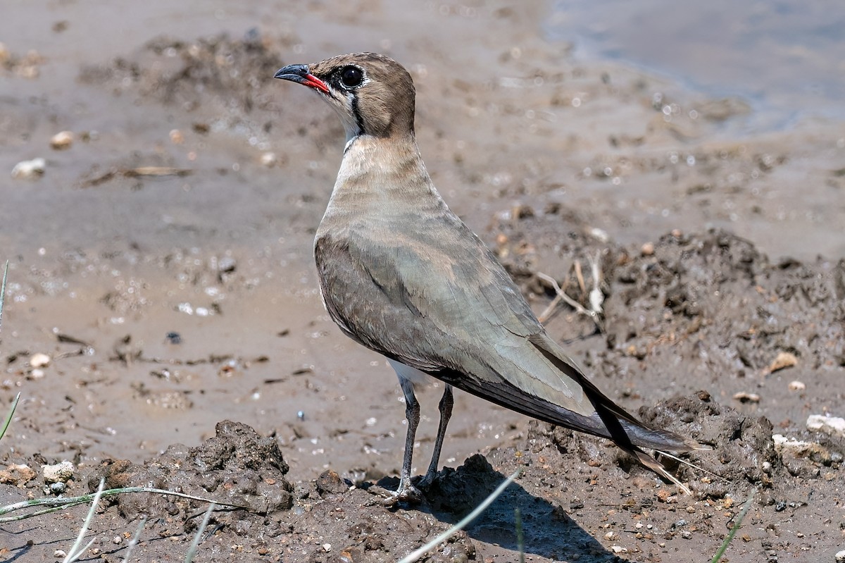 Collared Pratincole - ML642997216