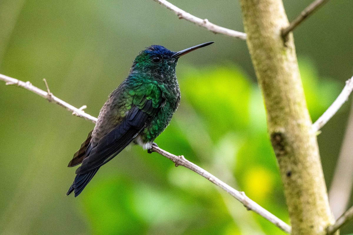 Indigo-capped Hummingbird - ML642997247
