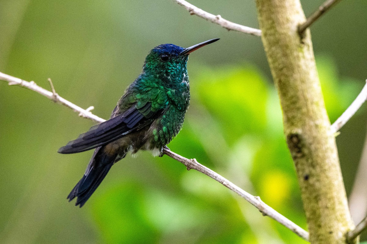 Indigo-capped Hummingbird - ML642997248